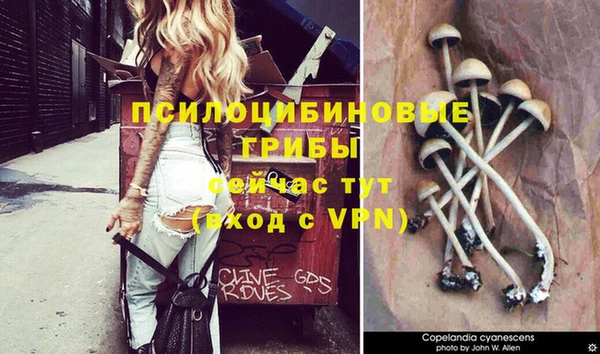 прущие грибы Корсаков